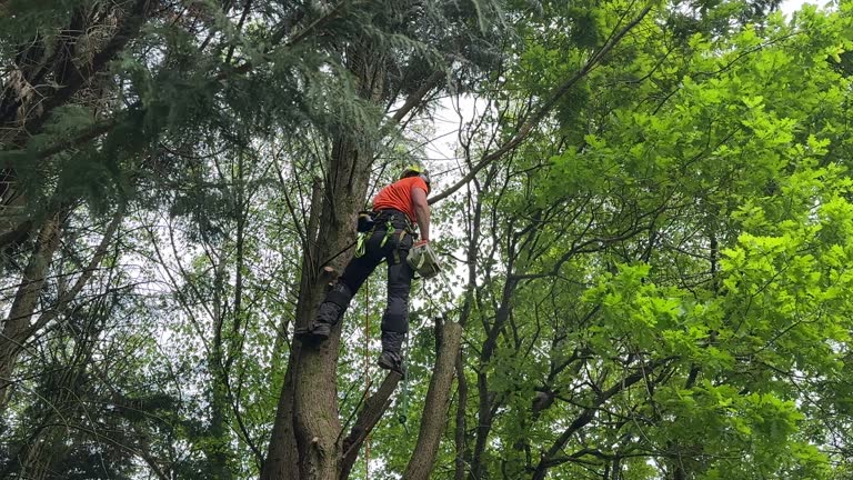 Best Tree Disease Treatment  in Emeryville, CA